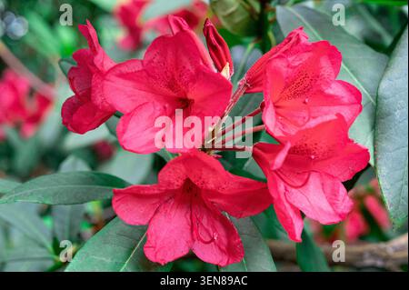Rhododendron Griersonianum, Griersons rhododendron, Ericaceae. Vivid red flowers in spring. Stock Photo