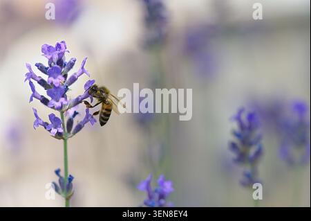Macro shot of a honeybee worker on a purple lavender stem with a soft blurred background and large copy space. Stock Photo