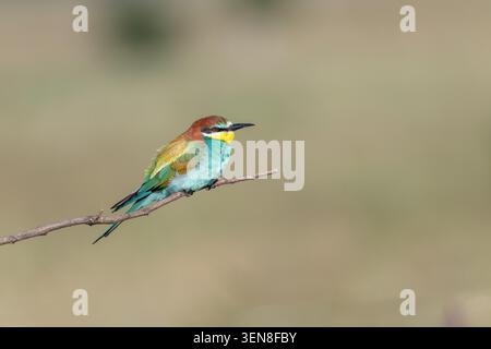 European bee-eater (Merops apiaster), the limited amount of rufous in the wing shows this individual to be a female Stock Photo