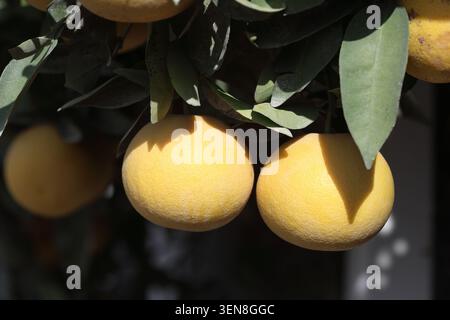 ripe and yellow grapefruits on the tree Stock Photo