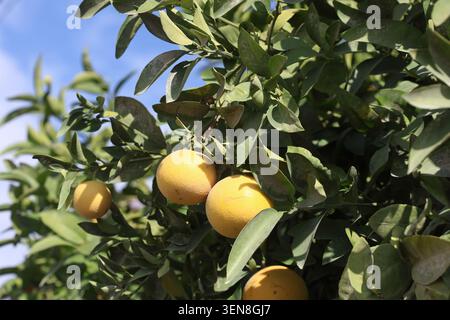 ripe and yellow grapefruits on the tree Stock Photo