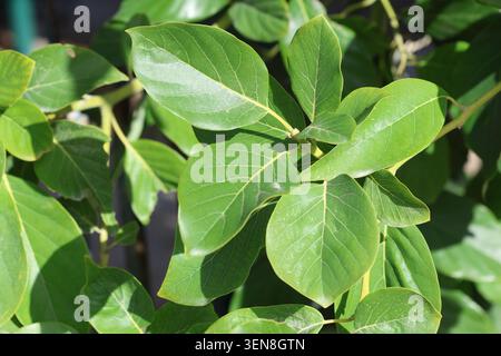 close up view of green leaves of avocado Stock Photo