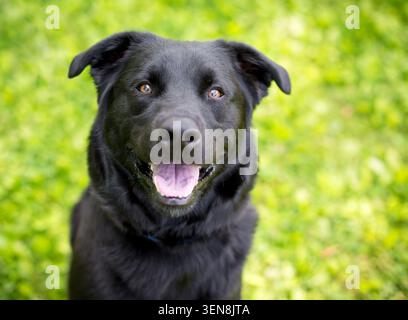 A black Retriever mixed breed dog looking up with a happy expression Stock Photo