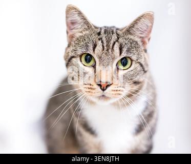A domestic shorthair cat with tabby and white markings looking at the camera Stock Photo
