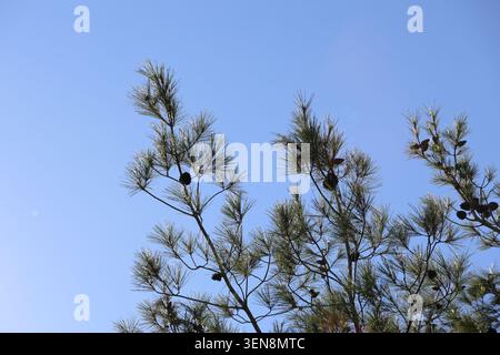 branch of turkish pine with cones Stock Photo