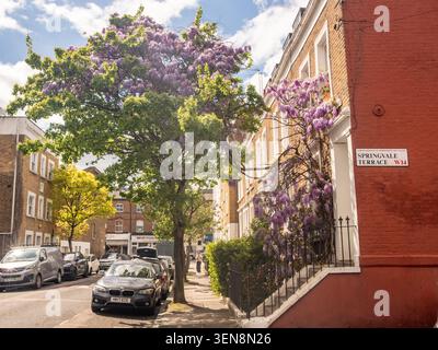 LONDON - APRIL 18, 2026: HAMMERSMITH – wisteria growing through a tree Stock Photo