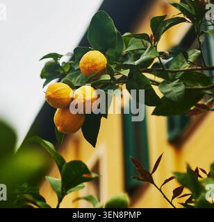 Cluster of ripe, yellow lemons growing on a leafy tree branch in front of a yellow building, Rome, Italy Stock Photo