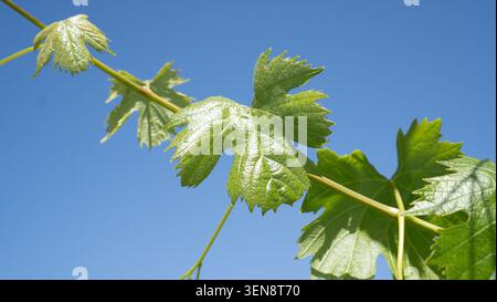 Young Grape Vine Foliage in Mediterranean Wine Region Stock Photo