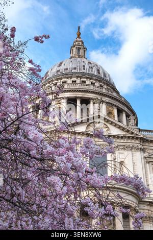 St Pauls dome with pink cherry blossom in the foreground Stock Photo