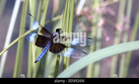 Male widow skimmer dragonfly perched on a green reed stem. Stock Photo