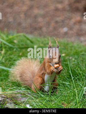 Red Squirrel Stock Photo