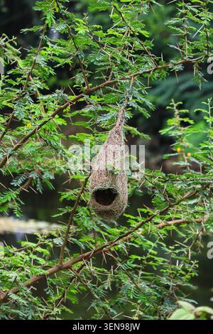 Wild bird home suspended in green forest surroundings. A beautiful hanging nest surrounded by lush vegetation and sharp thorns. Stock Photo
