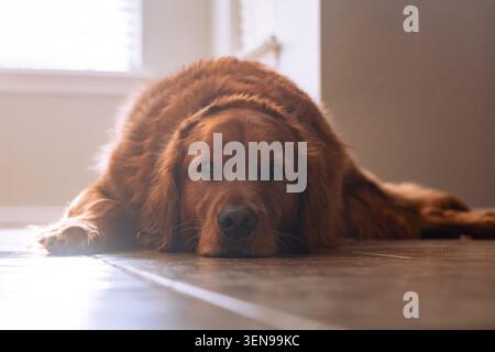 A golden retriever lying on a hardwood floor beside a decorated Christmas tree at home. Stock Photo