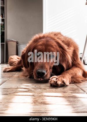A golden retriever lying on a hardwood floor beside a decorated Christmas tree at home. Stock Photo