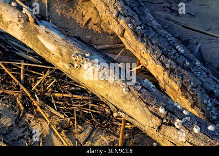 Close-up of a weathered driftwood log covered with barnacles on a sandy beach in warm, golden evening light. Nature texture. Stock Photo