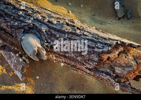 Close-up of a weathered driftwood log covered with barnacles on a sandy beach in warm, golden evening light. Nature texture. Stock Photo