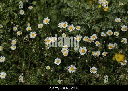 Wild white daisies blooming in green meadow Stock Photo