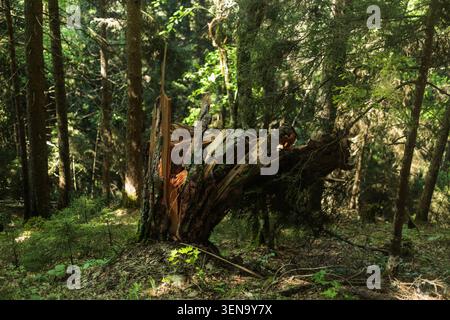 Broken tree trunk in dense mountain forest Stock Photo