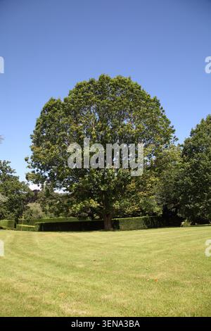 Sycamore tree on the grounds of Hartsfield Manor Betchworth Surrey England Stock Photo