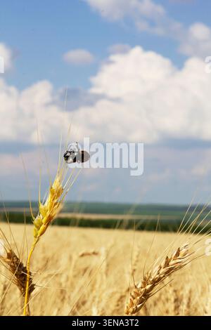 Grain Beetles on Wheat Ear in Golden Field Under Dramatic Sky, Moldova Stock Photo