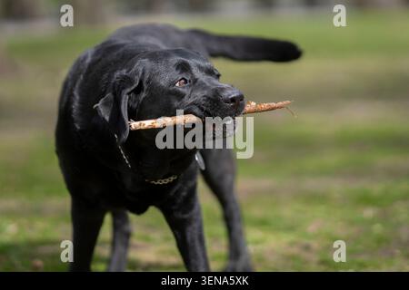Black Labrador Retriever carrying a stick while playing in a park in Stockholm, Sweden, showcasing the breed’s energetic and playful nature. Stock Photo