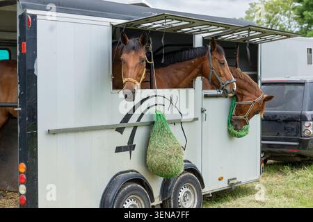 Three Horses Looking Out from Horse Transport Trailer at Equestrian Competition Stock Photo