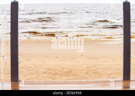 Shoreline bird behavior. Seagulls resting on sandy Baltic beach beside gentle waves in Jurmala, Latvia, capturing everyday coastal wildlife activity a Stock Photo