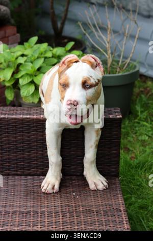 American XL Bully puppy on a chair in the garden Stock Photo