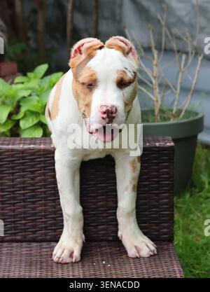 American XL Bully puppy on a chair in the garden Stock Photo