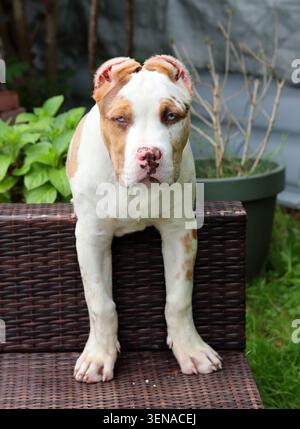 American XL Bully puppy on a chair in the garden Stock Photo