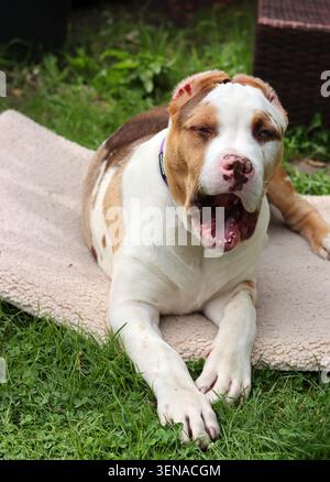 Portrait of a cute puppy with a pink nose and blue eyes. American XL Bully puppy in the garden. Stock Photo