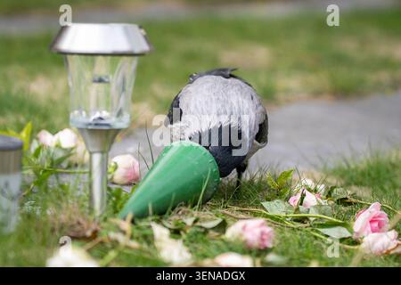 Hooded crow (Corvus cornix) pecking at candle wax near memorial lanterns and flowers in a cemetery, illustrating the opportunistic feeding behavior. Stock Photo