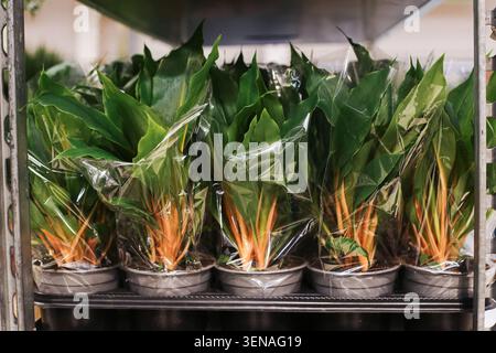 Green potted houseplants displayed in garden center. Indoor plant collection on natural background for home decoration and living spaces. Stock Photo
