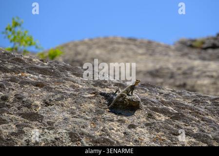 Small lizard resting on a sunlit rocky surface with blue sky and soft blurred background, showing wildlife in a dry natural landscape. Stock Photo
