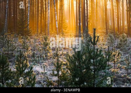 Golden sunrise illuminating young pine trees and frosty forest floor in a Latvian woodland during a cold autumn morning Stock Photo