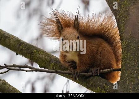 A detailed, front-facing close-up portrait of a wild Eurasian Red Squirrel (Sciurus vulgaris) with prominent fluffy ear tufts sitting on a tree branch Stock Photo