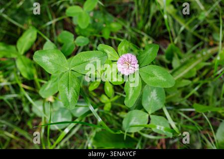 Close-up top view of a delicate pink clover blossom surrounded by lush clover leaves and green grass in a natural spring meadow. Stock Photo