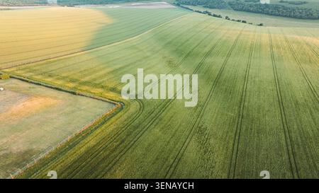 Expansive drone footage captures rolling farmland divided into sections with distinct crop patterns and tire marks from agricultural machinery Stock Photo