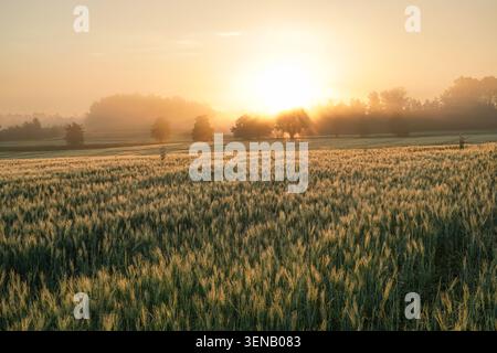Golden sunrise over barley field with morning mist in rural Latvia Stock Photo