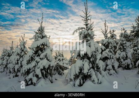 Snow-covered spruce trees in a winter landscape in Latgale, Latvia Stock Photo