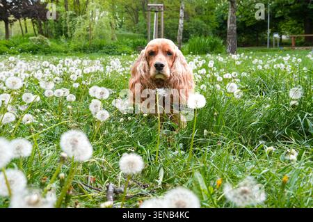 English Cocker Spaniel lying in the grass with dandelions Stock Photo