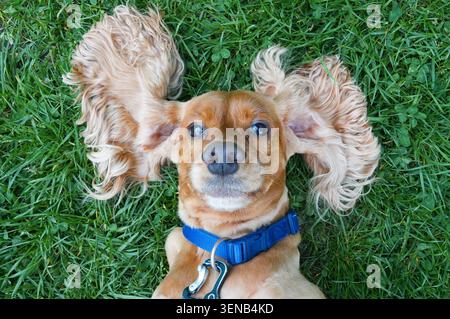 American cocker spaniel puppy lying on the grass in the park Stock Photo