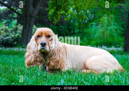 English Cocker Spaniel sitting on the grass in the park. English Cocker Spaniel on green grass. Stock Photo