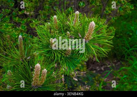 Pine branches with young cones on a background of green foliage. Stock Photo