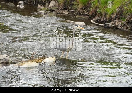 Grey heron catches fish in the river. Grey heron (Ardea cinerea) in the park. Stock Photo