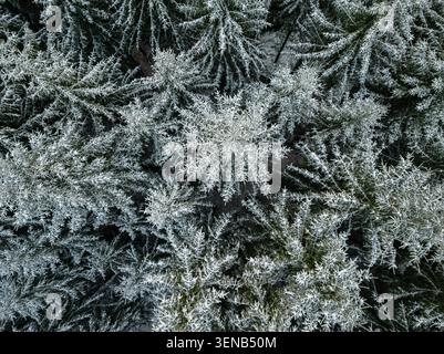 Snow-dusted evergreen spruce trees stand gracefully in a quiet winter ...