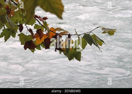 Artistic branches with multi colour of maple leaves with background of rushing Minjiang River in autumn at Dujiangyan Scenic Area, Sichuan, China Stock Photo