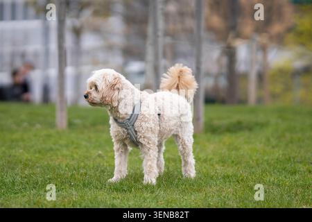 Small cream-colored Cockapoo dog walking across a green lawn in a city park, captured in motion with shallow depth of field and natural outdoor light. Stock Photo