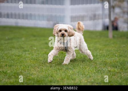 Small cream-colored Cockapoo dog walking across a green lawn in a city park, captured in motion with shallow depth of field and natural outdoor light. Stock Photo