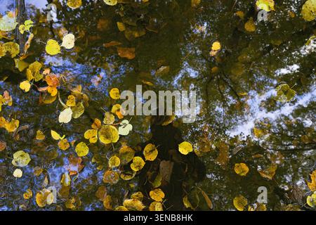 Autumn leaves floating on dark water with tree reflections in Latvia Stock Photo